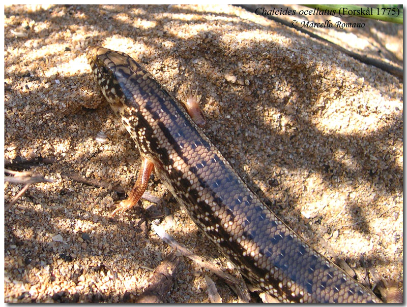 Chalcides ocellatus fresco di giornata